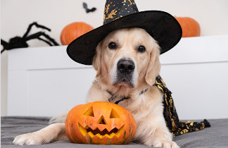 Brinlee Halloween pic